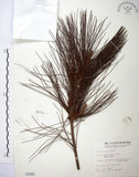 中文名:臺灣二葉松(G000085)學名:Pinus taiwanensis Hayata(G000085)英文名:Taiwan red pine