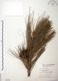 中文名:臺灣二葉松(G000105)學名:Pinus taiwanensis Hayata(G000105)英文名:Taiwan red pine