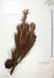 中文名:臺灣二葉松(G000116)學名:Pinus taiwanensis Hayata(G000116)英文名:Taiwan red pine