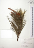 中文名:臺灣二葉松(G000147)學名:Pinus taiwanensis Hayata(G000147)英文名:Taiwan red pine