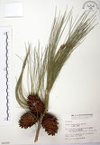 中文名:臺灣二葉松(G000205)學名:Pinus taiwanensis Hayata(G000205)英文名:Taiwan red pine