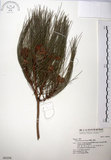 中文名:臺灣二葉松(G000294)學名:Pinus taiwanensis Hayata(G000294)英文名:Taiwan red pine