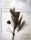 中文名:臺灣二葉松(G000385)學名:Pinus taiwanensis Hayata(G000385)英文名:Taiwan red pine