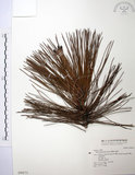 中文名:臺灣二葉松(G000473)學名:Pinus taiwanensis Hayata(G000473)英文名:Taiwan red pine