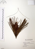 中文名:臺灣二葉松(G000474)學名:Pinus taiwanensis Hayata(G000474)英文名:Taiwan red pine