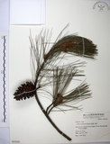 中文名:臺灣二葉松(G000568)學名:Pinus taiwanensis Hayata(G000568)英文名:Taiwan red pine