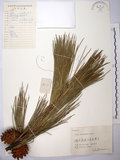 中文名:臺灣二葉松(G000638)學名:Pinus taiwanensis Hayata(G000638)英文名:Taiwan red pine