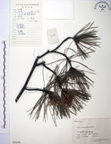 中文名:臺灣二葉松(G000648)學名:Pinus taiwanensis Hayata(G000648)英文名:Taiwan red pine