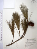 中文名:臺灣二葉松(G000706)學名:Pinus taiwanensis Hayata(G000706)英文名:Taiwan red pine