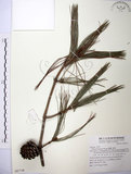 中文名:臺灣二葉松(G000734)學名:Pinus taiwanensis Hayata(G000734)英文名:Taiwan red pine