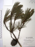 中文名:臺灣二葉松(G000740)學名:Pinus taiwanensis Hayata(G000740)英文名:Taiwan red pine