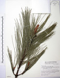 中文名:臺灣二葉松(G000871)學名:Pinus taiwanensis Hayata(G000871)英文名:Taiwan red pine