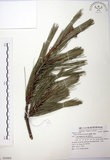 中文名:臺灣二葉松(G000889)學名:Pinus taiwanensis Hayata(G000889)英文名:Taiwan red pine