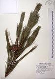 中文名:臺灣二葉松(G000890)學名:Pinus taiwanensis Hayata(G000890)英文名:Taiwan red pine