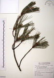 中文名:臺灣二葉松(G000929)學名:Pinus taiwanensis Hayata(G000929)英文名:Taiwan red pine