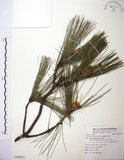 中文名:臺灣二葉松(G000931)學名:Pinus taiwanensis Hayata(G000931)英文名:Taiwan red pine