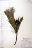 中文名:臺灣二葉松(G000949)學名:Pinus taiwanensis Hayata(G000949)英文名:Taiwan red pine