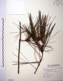 中文名:臺灣二葉松(G000962)學名:Pinus taiwanensis Hayata(G000962)英文名:Taiwan red pine