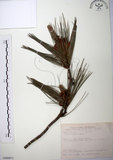 中文名:臺灣二葉松(G000971)學名:Pinus taiwanensis Hayata(G000971)英文名:Taiwan red pine
