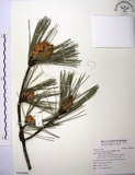 中文名:臺灣二葉松(G000986)學名:Pinus taiwanensis Hayata(G000986)英文名:Taiwan red pine