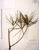 中文名:臺灣二葉松(G000991)學名:Pinus taiwanensis Hayata(G000991)英文名:Taiwan red pine