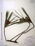 中文名:臺灣二葉松(G000995)學名:Pinus taiwanensis Hayata(G000995)英文名:Taiwan red pine