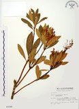 中文名:臺灣馬醉木(S003580)學名:Pieris taiwanensis Hayata(S003580)英文名:Formosa Pieris