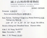 中文名:臺灣馬醉木(S053630)學名:Pieris taiwanensis Hayata(S053630)英文名:Formosa Pieris