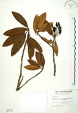 中文名:玉山杜鵑(S000773)學名:Rhododendron pseudochrysanthum Hayata(S000773)英文名:Yu-shan Rhododendron