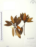 中文名:玉山杜鵑(S005483)學名:Rhododendron pseudochrysanthum Hayata(S005483)英文名:Yu-shan Rhododendron