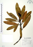 中文名:玉山杜鵑(S008712)學名:Rhododendron pseudochrysanthum Hayata(S008712)英文名:Yu-shan Rhododendron