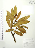 中文名:玉山杜鵑(S008715)學名:Rhododendron pseudochrysanthum Hayata(S008715)英文名:Yu-shan Rhododendron