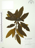 中文名:玉山杜鵑(S009231)學名:Rhododendron pseudochrysanthum Hayata(S009231)英文名:Yu-shan Rhododendron