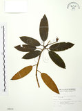 中文名:玉山杜鵑(S009232)學名:Rhododendron pseudochrysanthum Hayata(S009232)英文名:Yu-shan Rhododendron