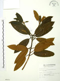 中文名:玉山杜鵑(S009233)學名:Rhododendron pseudochrysanthum Hayata(S009233)英文名:Yu-shan Rhododendron