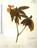 中文名:玉山杜鵑(S010960)學名:Rhododendron pseudochrysanthum Hayata(S010960)英文名:Yu-shan Rhododendron