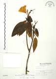 中文名:玉山杜鵑(S010961)學名:Rhododendron pseudochrysanthum Hayata(S010961)英文名:Yu-shan Rhododendron