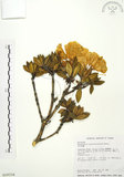 中文名:玉山杜鵑(S018334)學名:Rhododendron pseudochrysanthum Hayata(S018334)英文名:Yu-shan Rhododendron