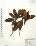 中文名:玉山杜鵑(S018545)學名:Rhododendron pseudochrysanthum Hayata(S018545)英文名:Yu-shan Rhododendron