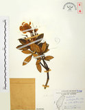 中文名:玉山杜鵑(S018590)學名:Rhododendron pseudochrysanthum Hayata(S018590)英文名:Yu-shan Rhododendron