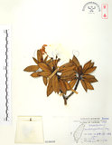 中文名:玉山杜鵑(S018608)學名:Rhododendron pseudochrysanthum Hayata(S018608)英文名:Yu-shan Rhododendron
