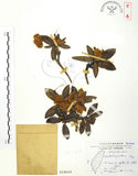 中文名:玉山杜鵑(S018609)學名:Rhododendron pseudochrysanthum Hayata(S018609)英文名:Yu-shan Rhododendron