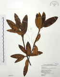 中文名:玉山杜鵑(S020102)學名:Rhododendron pseudochrysanthum Hayata(S020102)英文名:Yu-shan Rhododendron