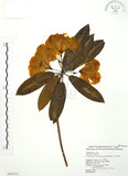 中文名:玉山杜鵑(S020121)學名:Rhododendron pseudochrysanthum Hayata(S020121)英文名:Yu-shan Rhododendron