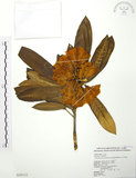 中文名:玉山杜鵑(S020122)學名:Rhododendron pseudochrysanthum Hayata(S020122)英文名:Yu-shan Rhododendron