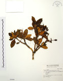 中文名:玉山杜鵑(S030486)學名:Rhododendron pseudochrysanthum Hayata(S030486)英文名:Yu-shan Rhododendron