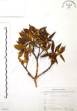 中文名:玉山杜鵑(S073312)學名:Rhododendron pseudochrysanthum Hayata(S073312)英文名:Yu-shan Rhododendron