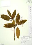 中文名:玉山杜鵑(S085891)學名:Rhododendron pseudochrysanthum Hayata(S085891)英文名:Yu-shan Rhododendron