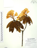 中文名:玉山杜鵑(S085906)學名:Rhododendron pseudochrysanthum Hayata(S085906)英文名:Yu-shan Rhododendron