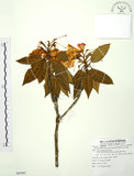 中文名:玉山杜鵑(S085907)學名:Rhododendron pseudochrysanthum Hayata(S085907)英文名:Yu-shan Rhododendron